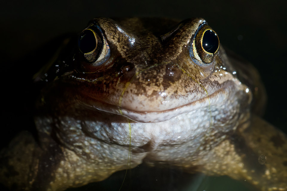 Smiley frog portrait