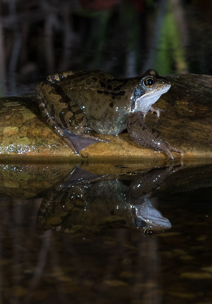 Common Frog reflected at night