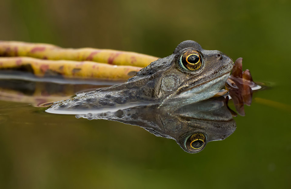 Common Frog Reflection