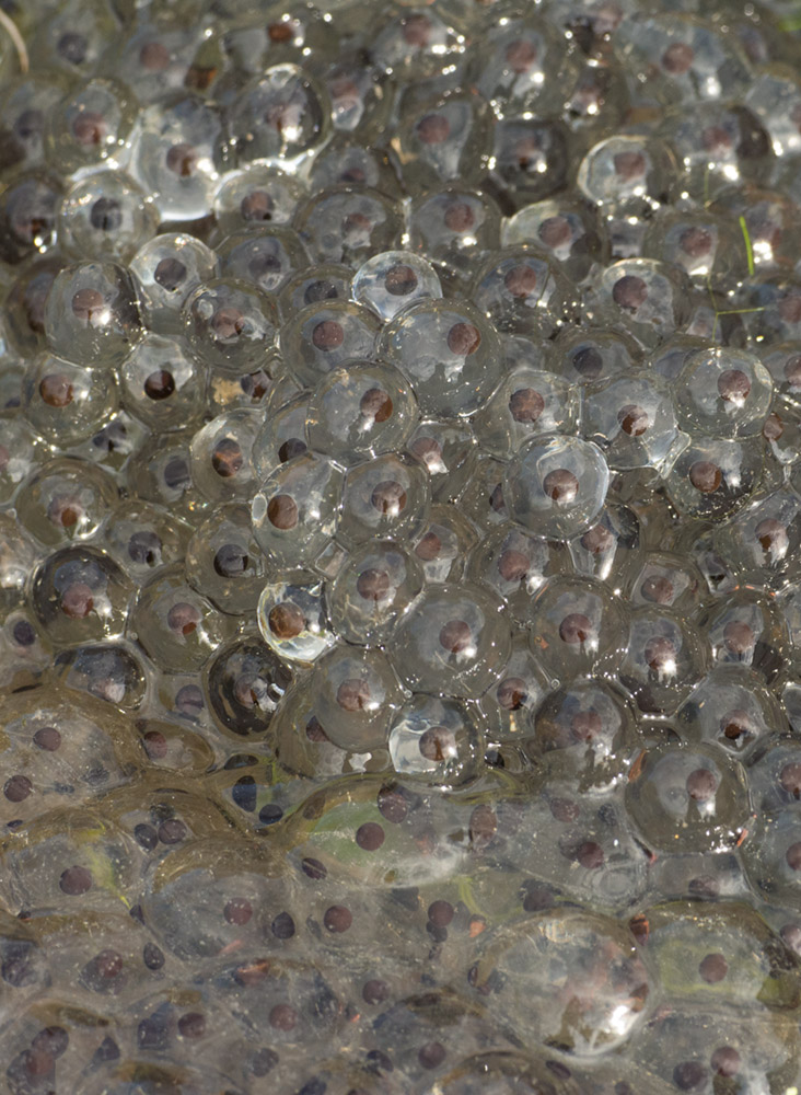 Frogspawn clump