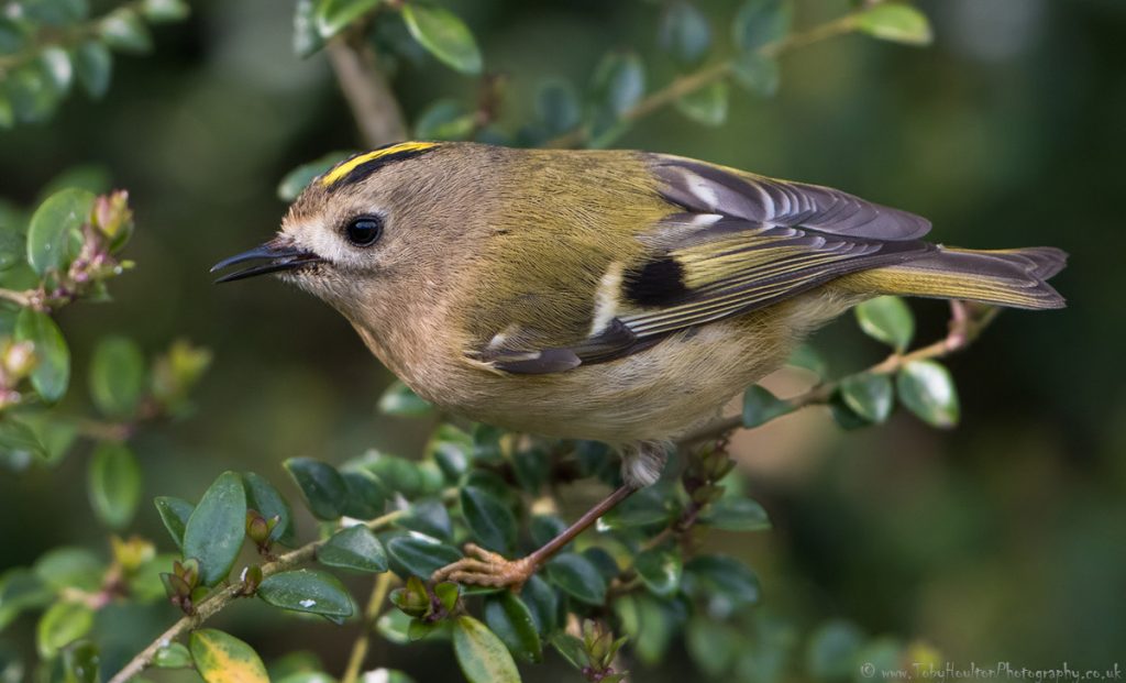 Goldcrest side portrait