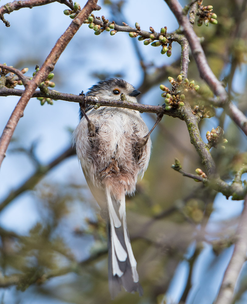 Long Tailed Tit chin up