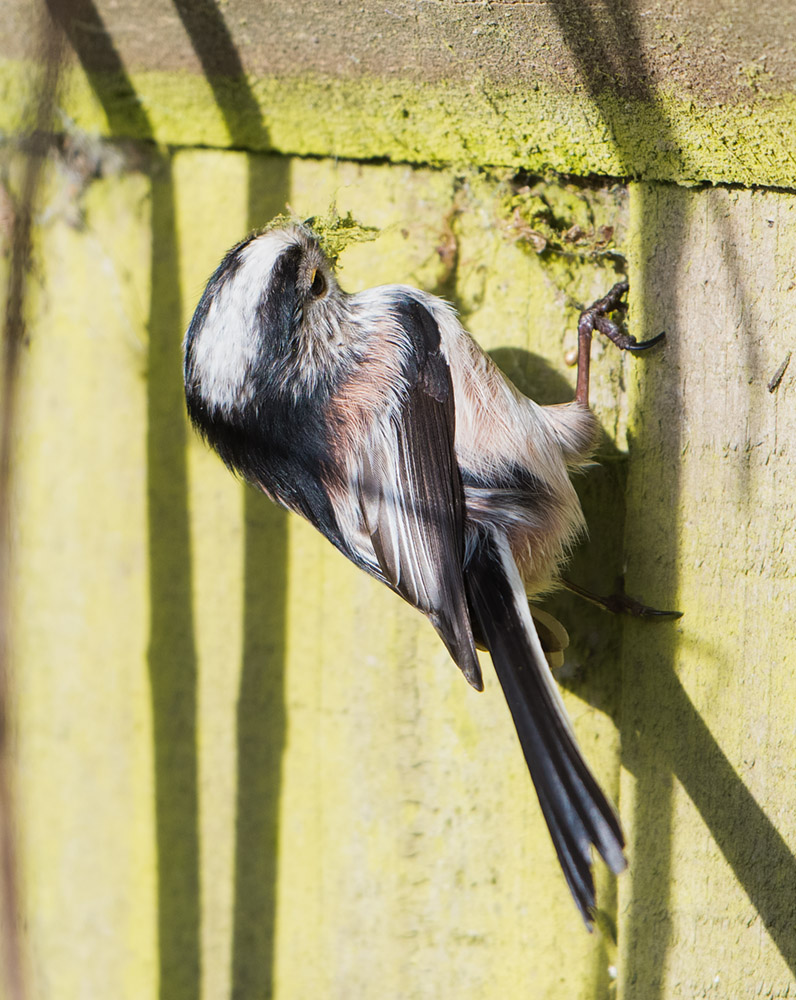 Long Tailed Tit with moss