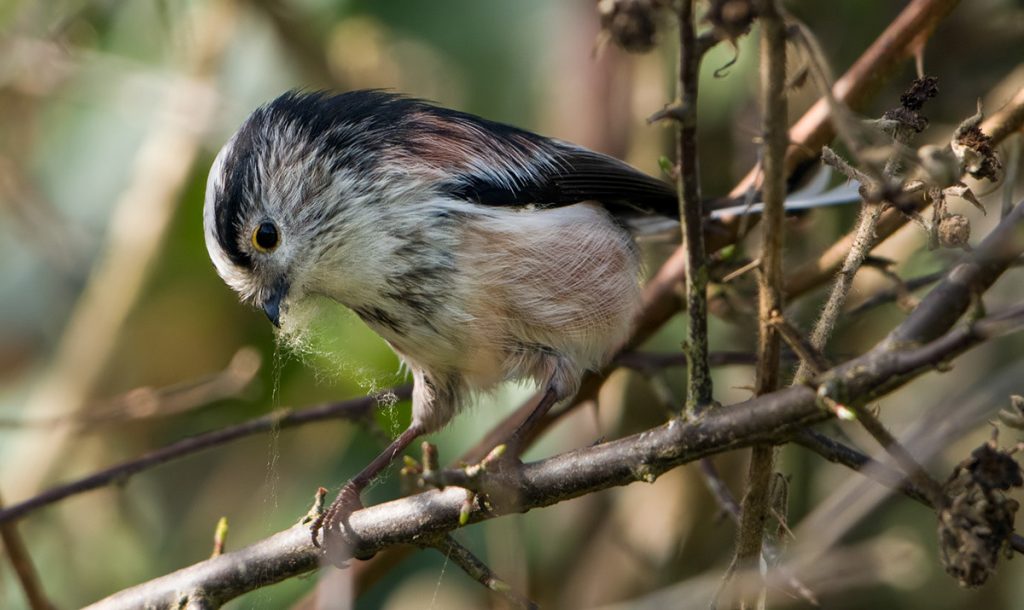 Long Tailed Tit gathering nesting material