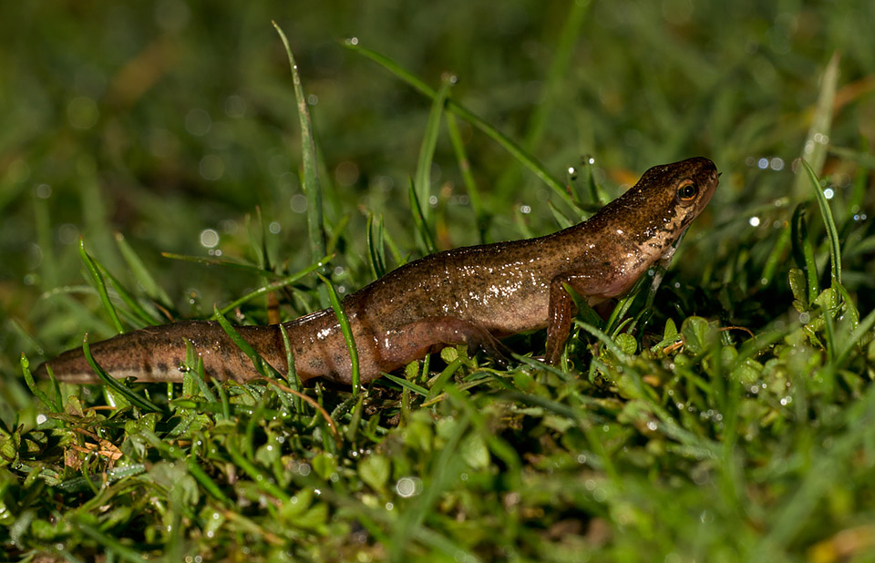 Newt crossing lawn at night