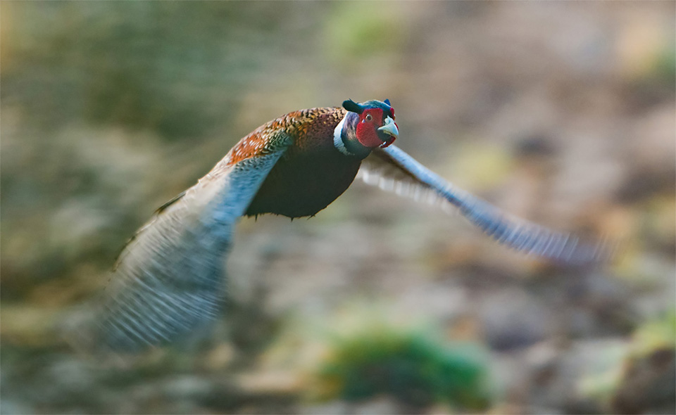 Pheasant in flight