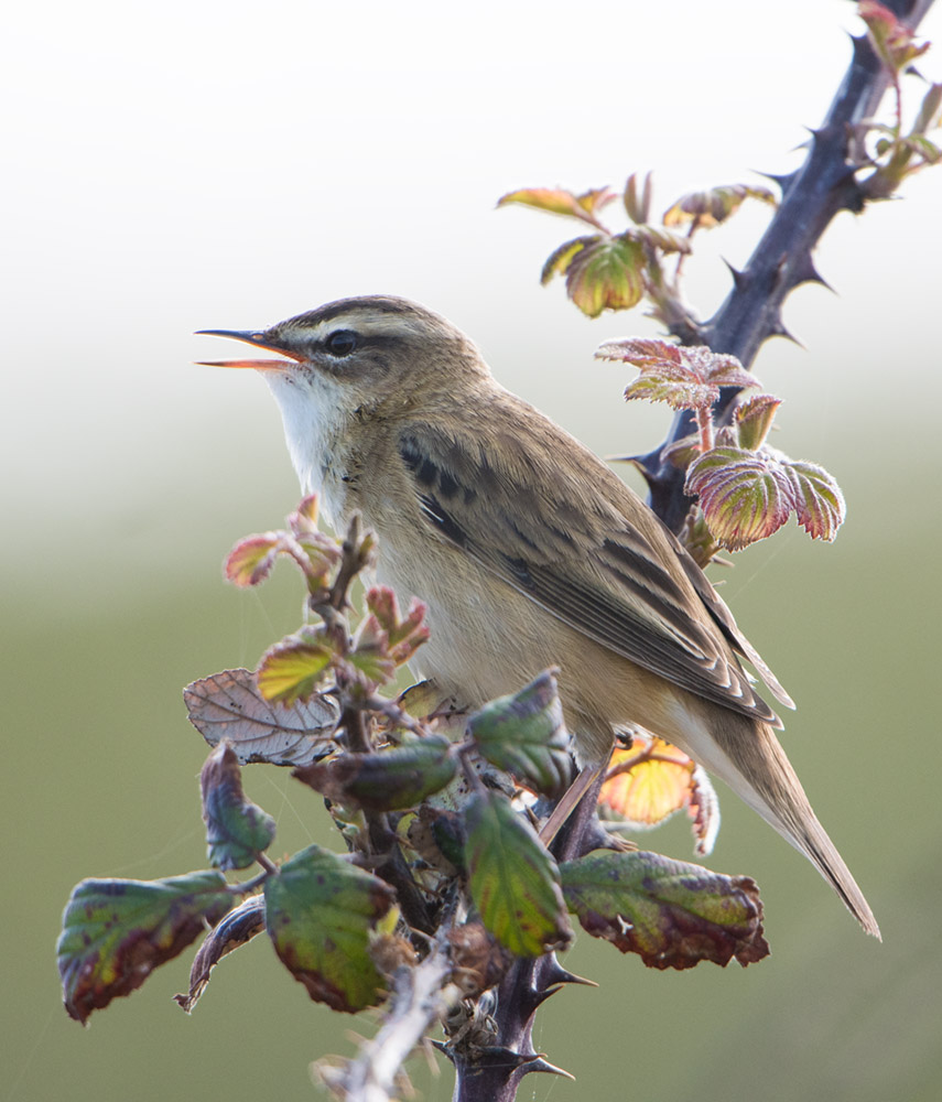 Sedge Warbler portrait