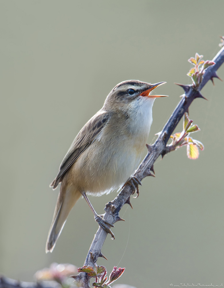 Singing Sedge Warbler