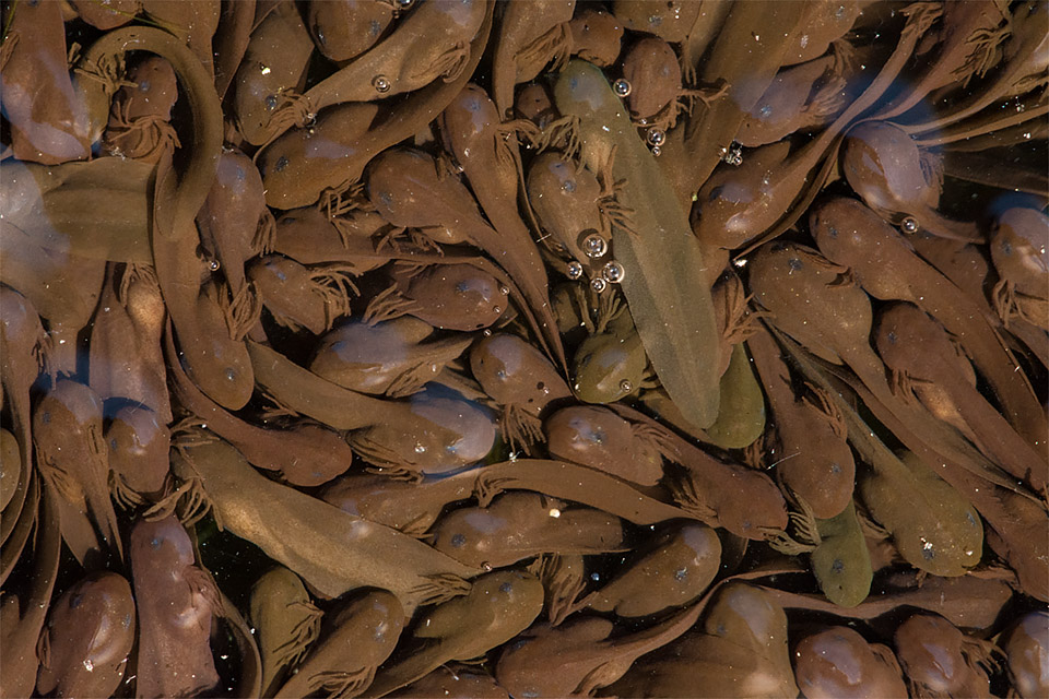 Mass of tadpoles
