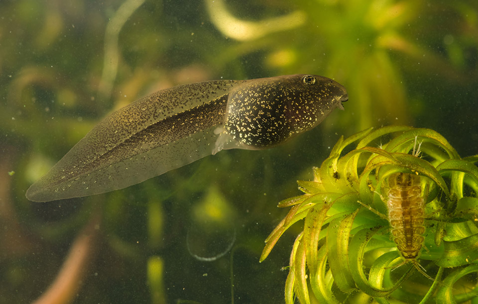 Tadpole underwater shot