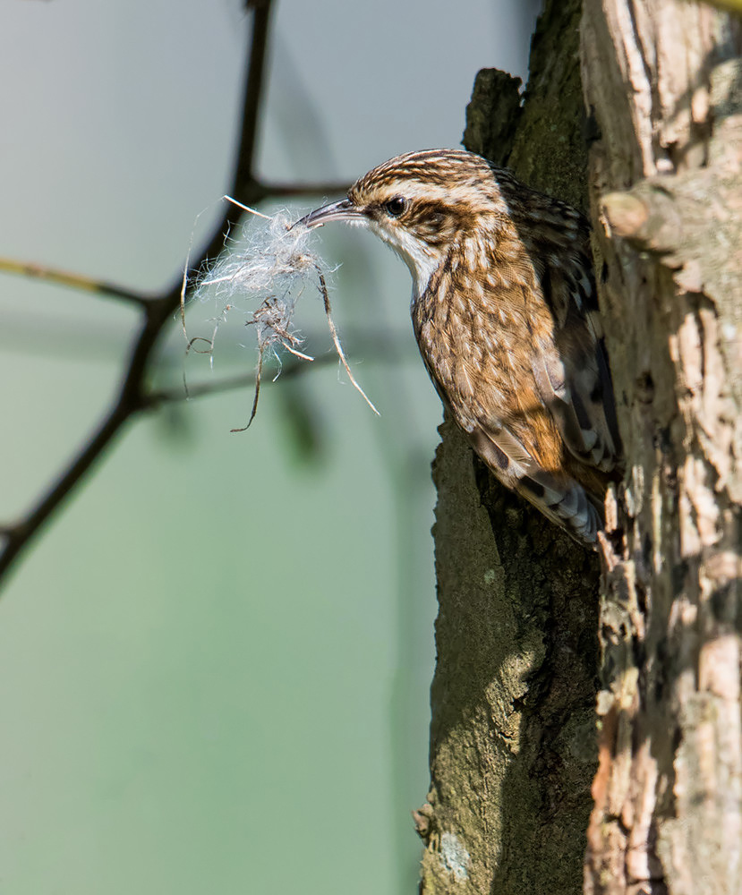 Treecreeper with nesting material