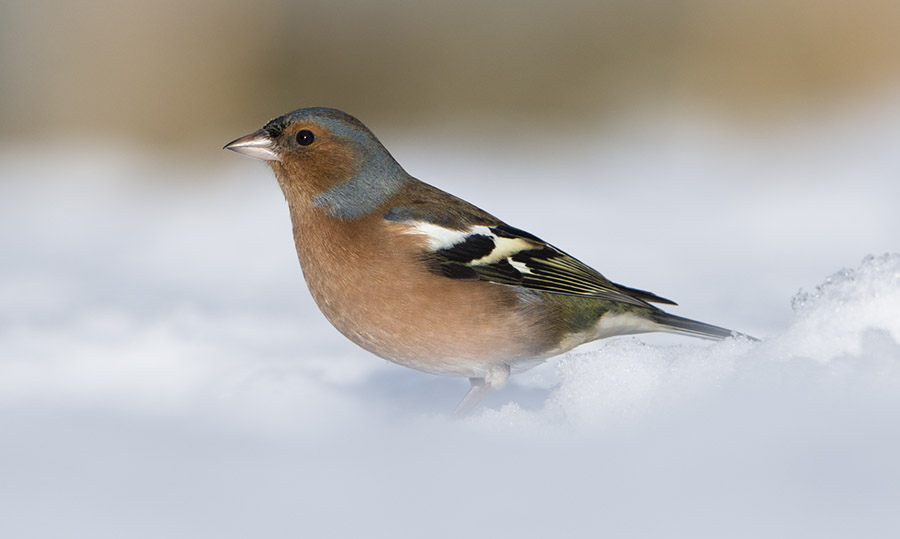 Male Chaffinch in snow