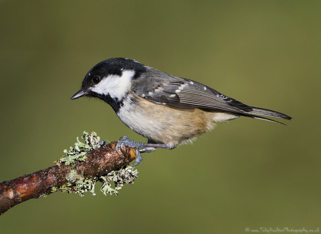 Perching Coal Tit