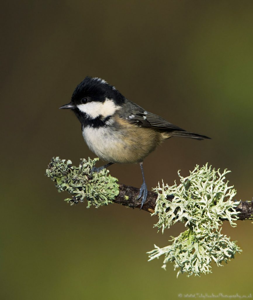 Coal Tit