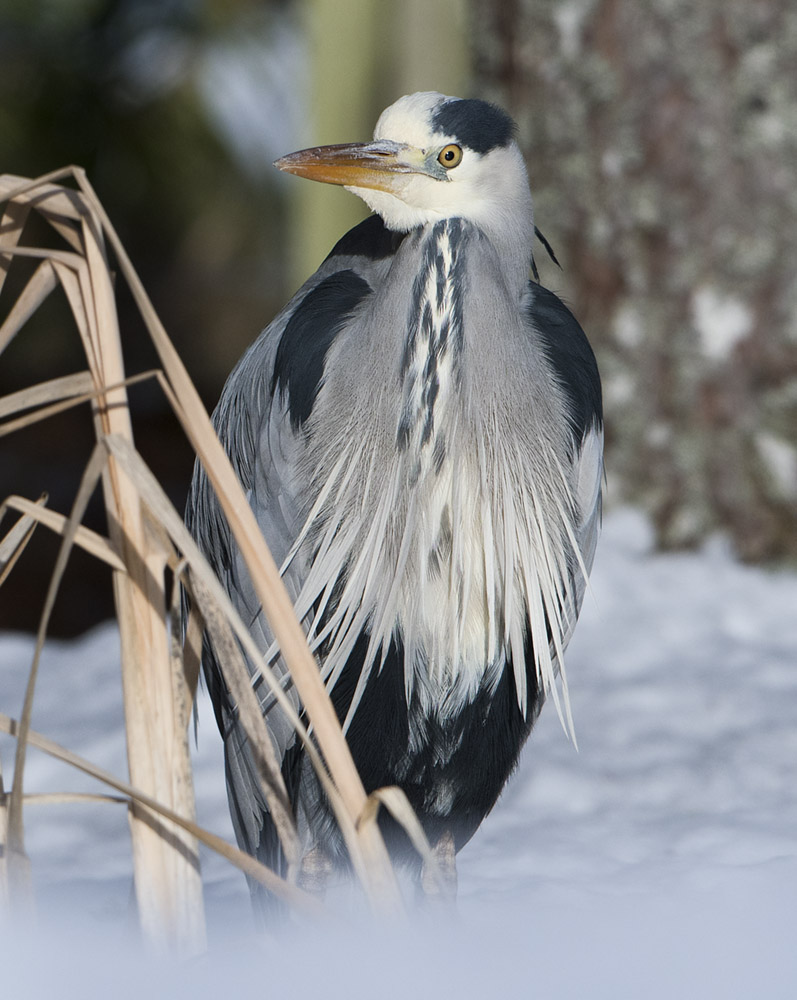Grey Heron in snow