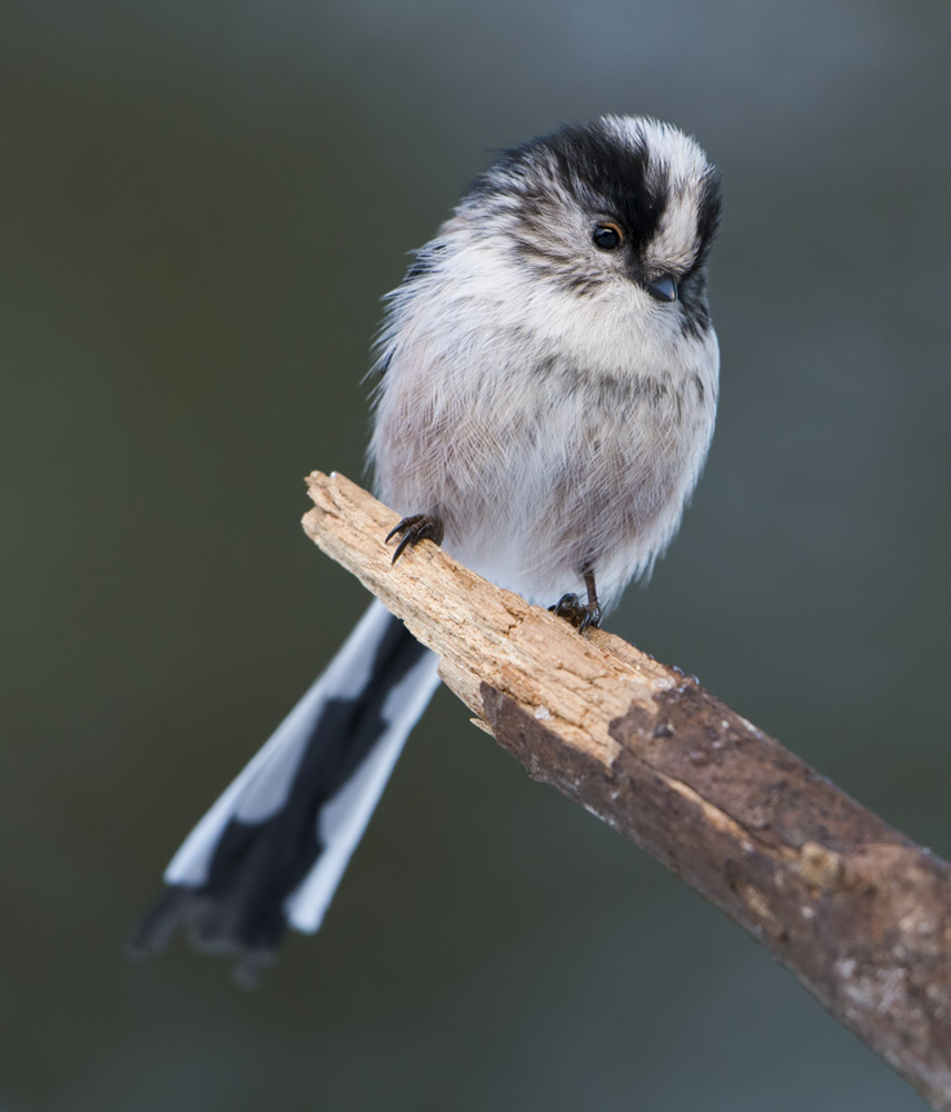 Long Tailed Tit