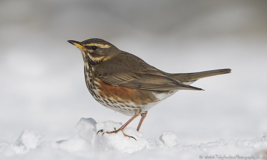 Redwing in snow
