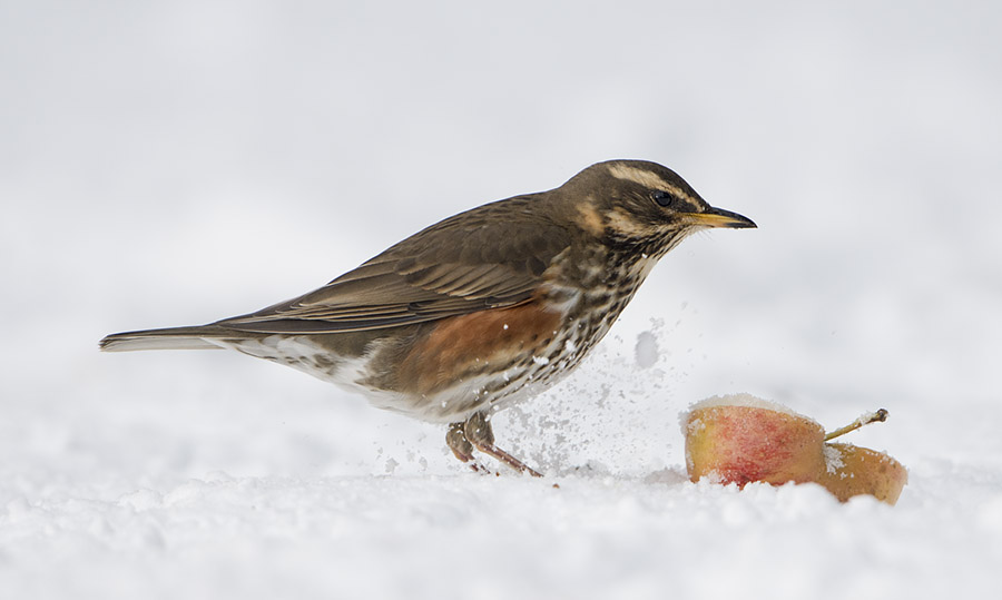 Redwing with apple in snow