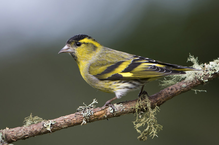 Siskin male