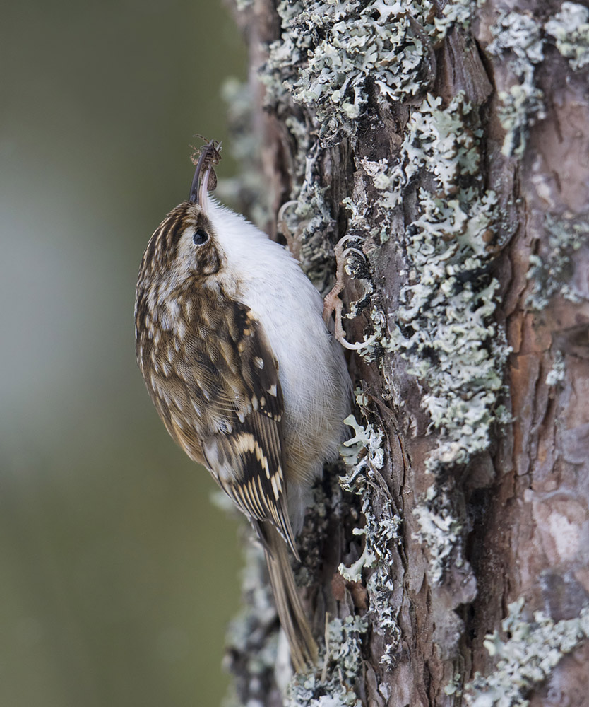 Treecreeper with spider