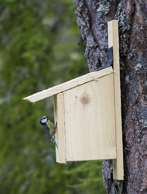 Blue Tit using home made nest box