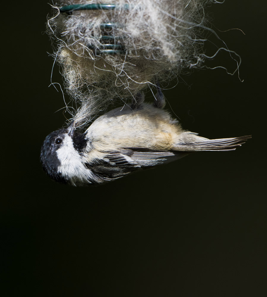 Coal Tit collecting wool