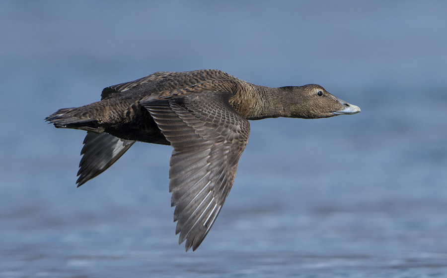 Female Eider Duck in flight, Loch Fleet