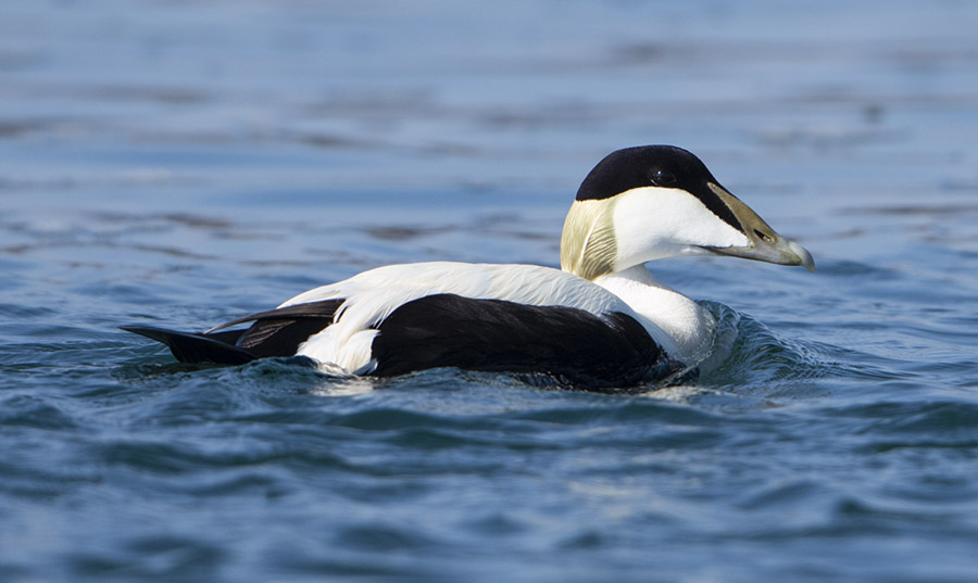 Eider Duck (Male) - Loch Fleet