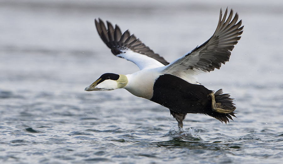 Male Eider Duck taking off, Loch Fleet