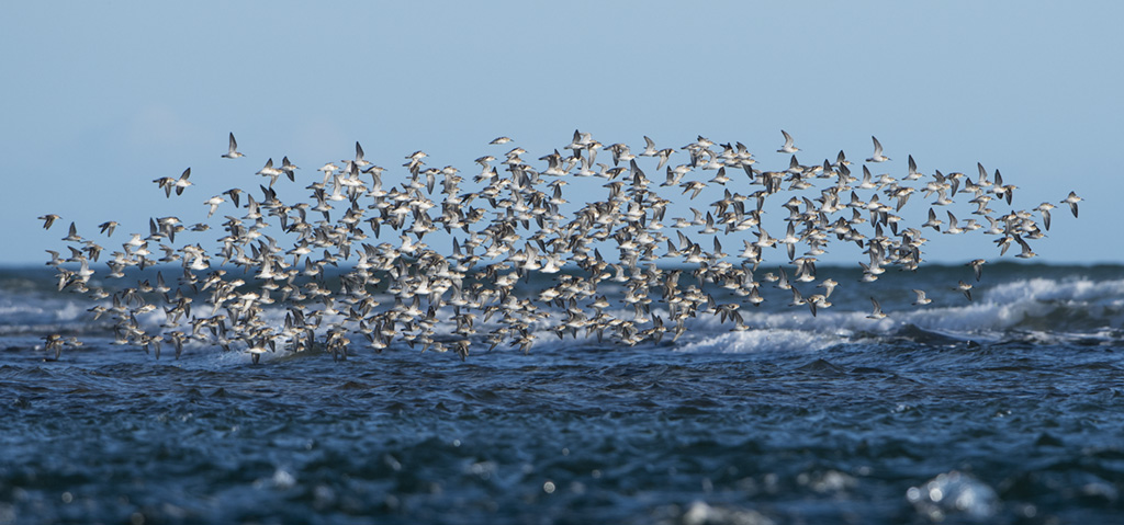 Dunlin Flock