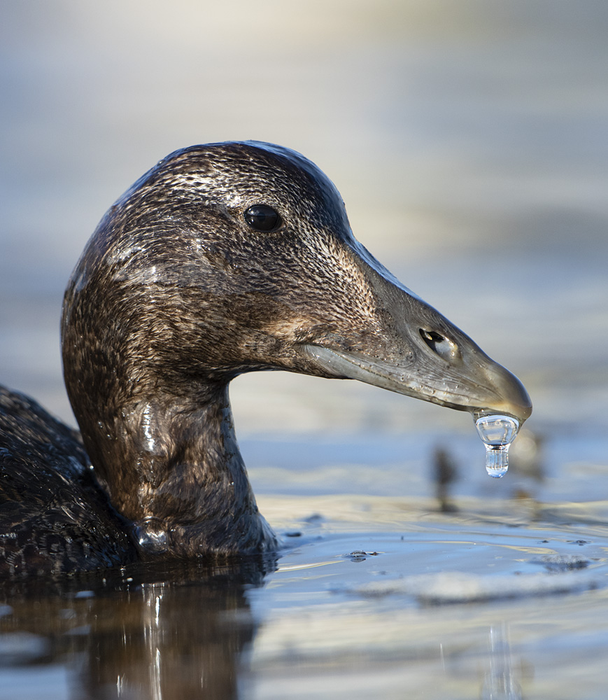 Eider Portrait (juvenile)