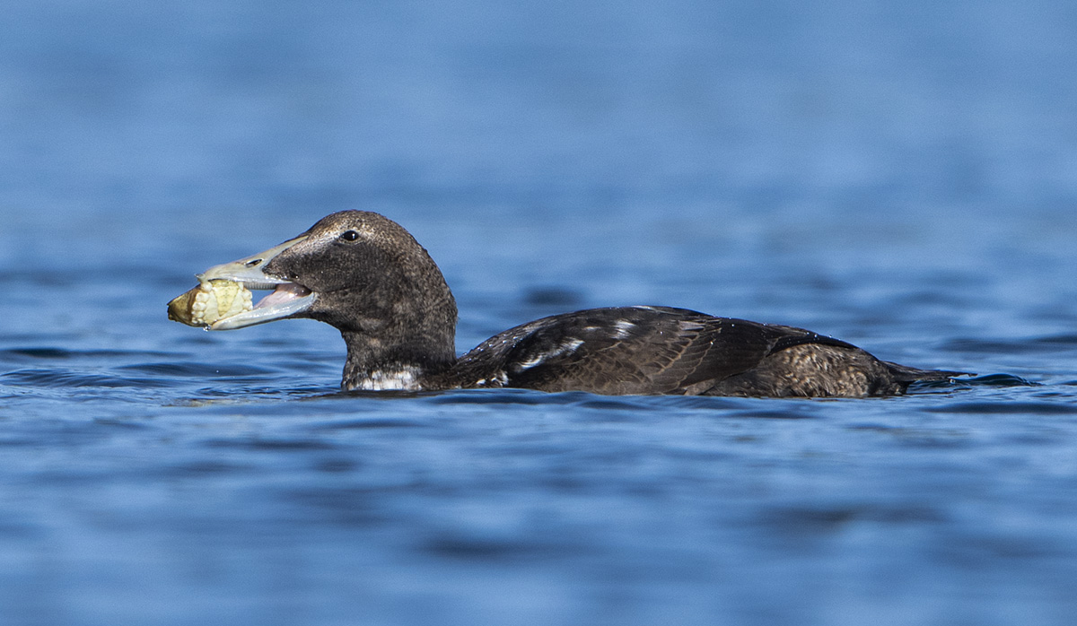 Eider with crab