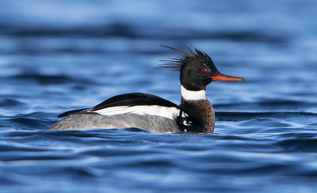 Red Breasted Merganser (male)