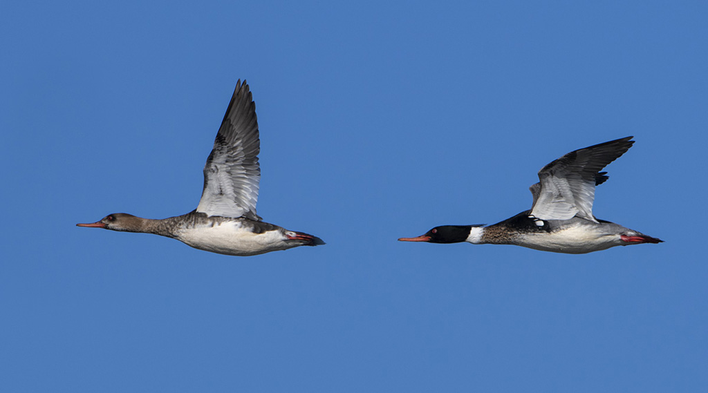 Red Breasted Mergansers in flight