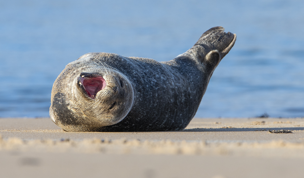 Common Seal Yawn, it's a hard life!