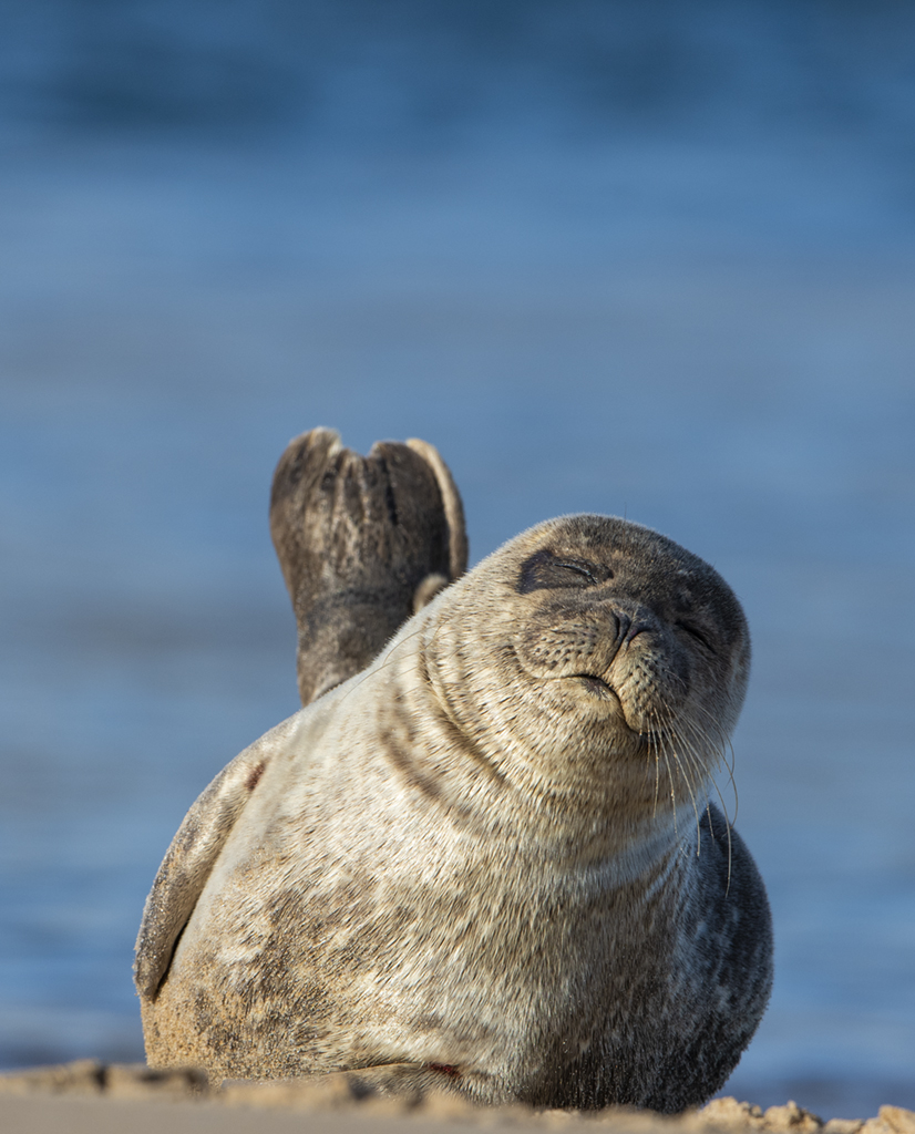 Dreaming of fish