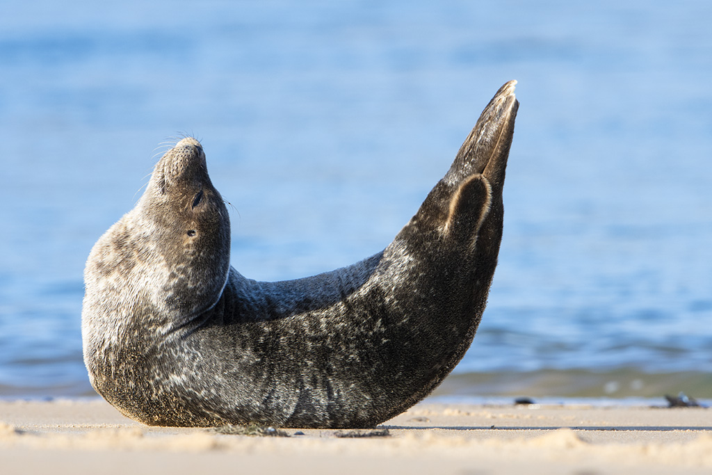 Common Seal doing the "banana"