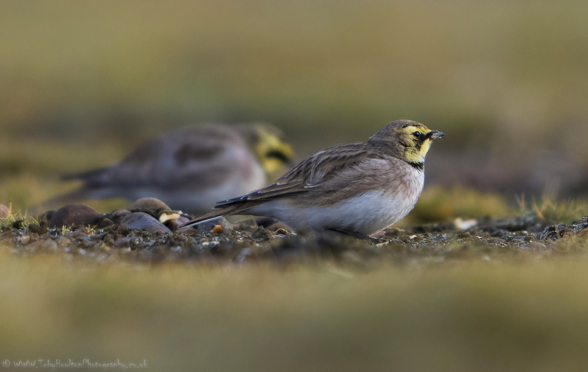 Shore (Horned) Larks