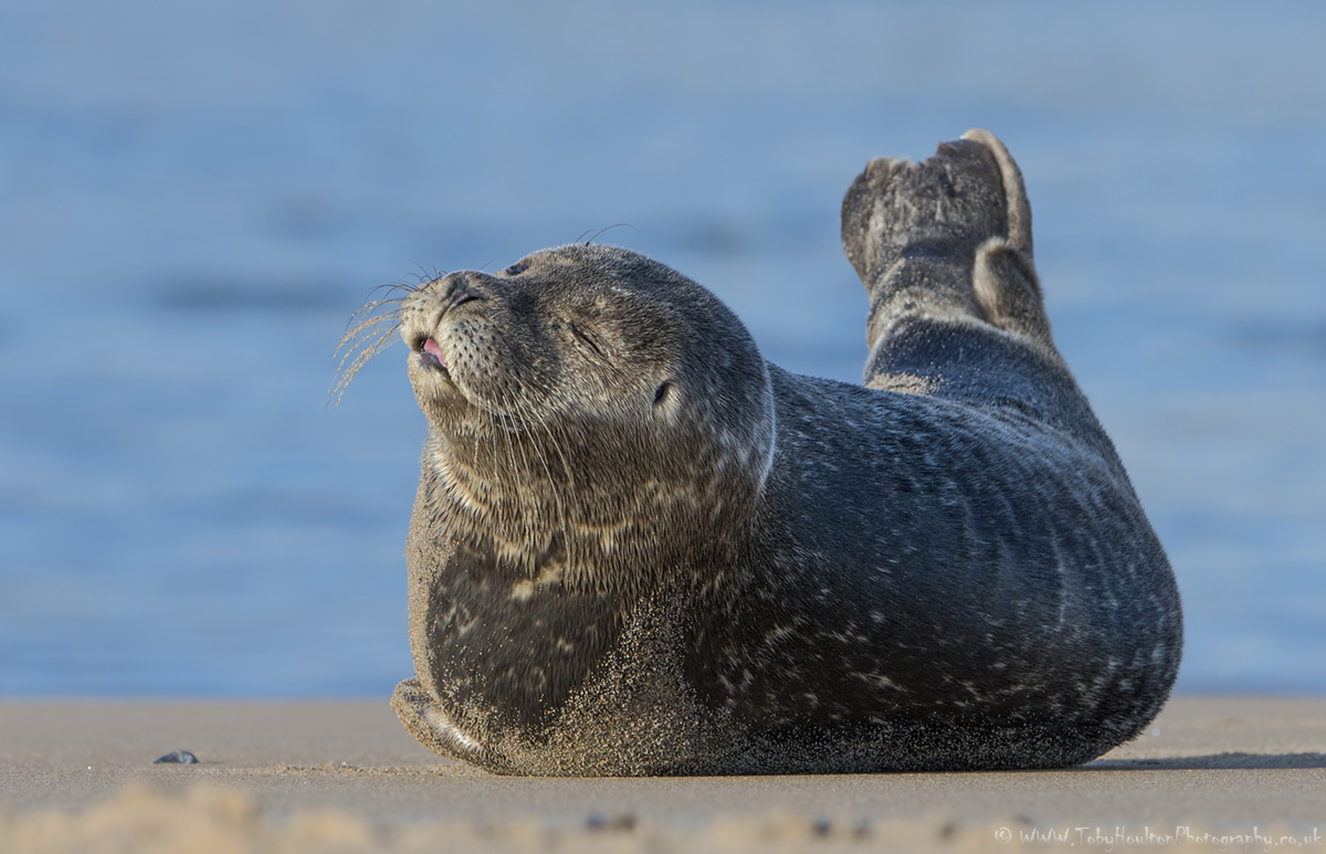 Sleepy Common Seal
