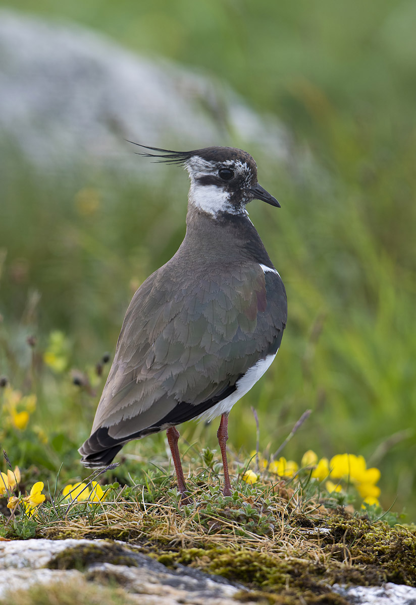 Lapwing amongst flowers