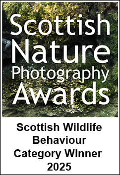 SNPA 2025 Winner Wildlife Behaviour